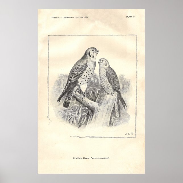 Poster Hawks de Sparrow preto-e-branco (Frente)