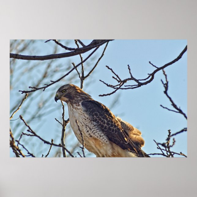 Póster Hawks Eye (Frente)