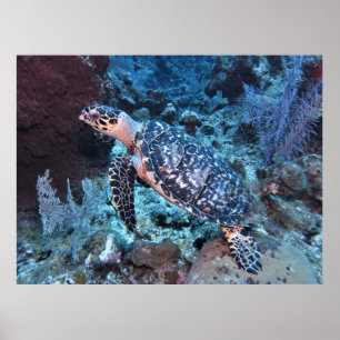 Poster Hawksbill Blending In