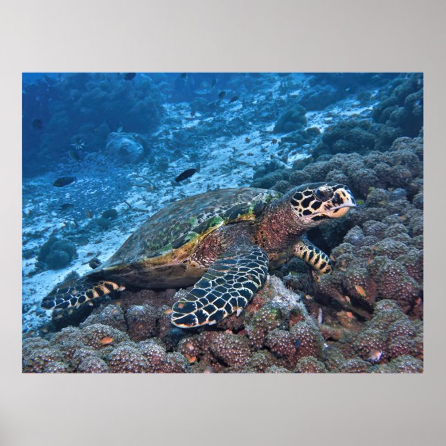 Poster Hawksbill de Raja Ampat (Frente)
