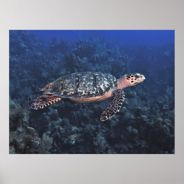Poster Hawksbill em Roatan (Frente)