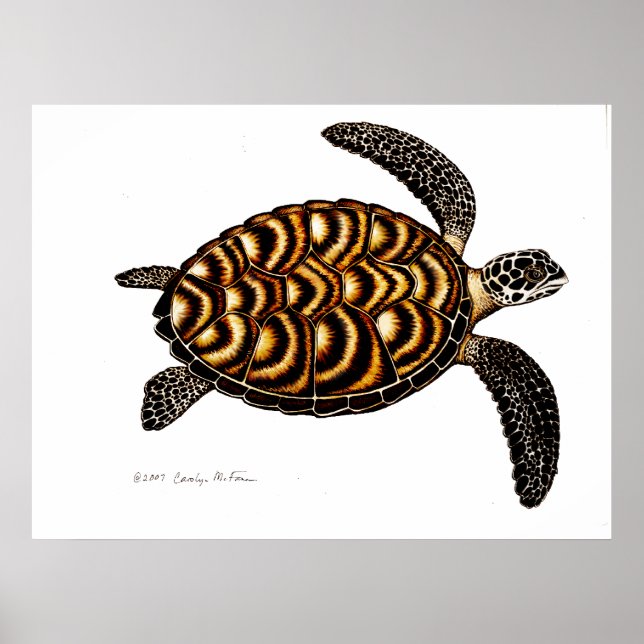 Poster Hawksbill Sea Turtle (Frente)