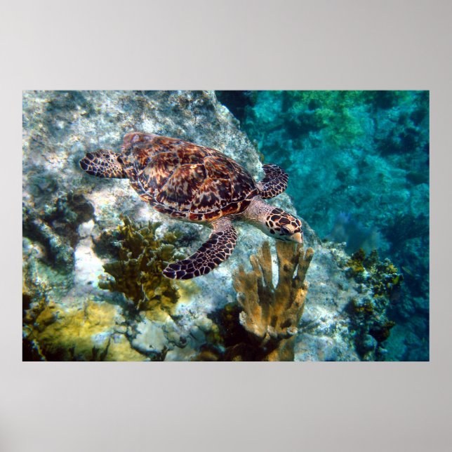Poster Hawksbill Sea Turtle, Ilhas Virgens dos EUA (Frente)