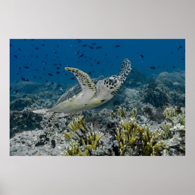 Poster Hawksbill Sea Turtle Natação (Frente)