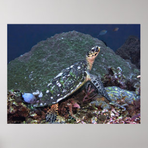Poster Hawksbill sobre o recife
