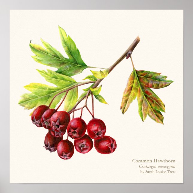 Póster Hawthorn botânico belo-poster (Frente)