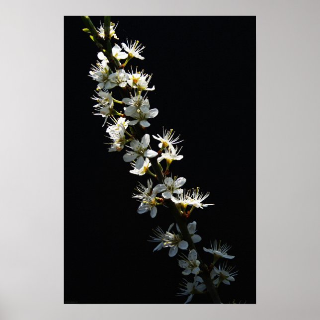 Poster Hawthorn Flowers wapcnm (Frente)