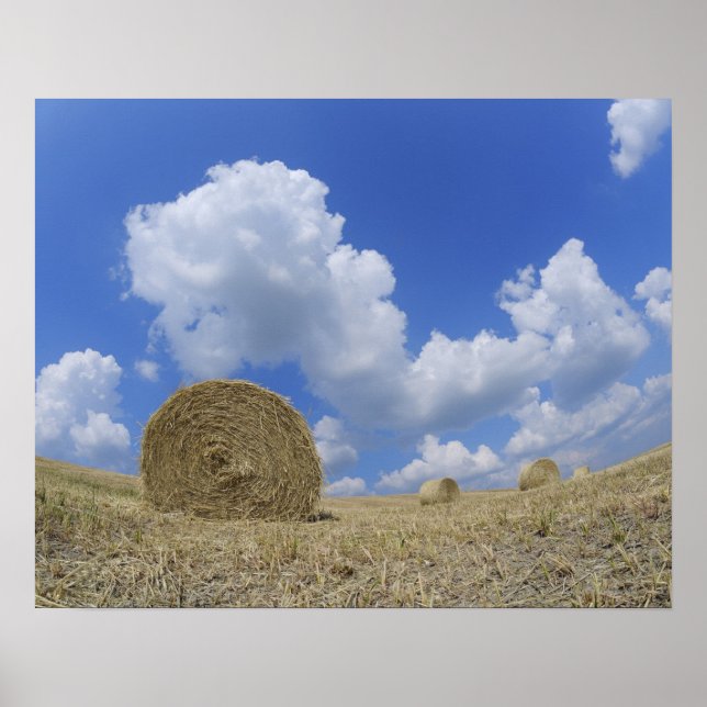 Poster Hay Bales in Field, Pienza, Val d'Orcia, Siena (Frente)