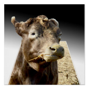 Póster Hay Day: Momento de colheita de uma vaca marrom em