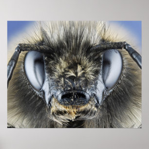 Poster Head of bumblebee