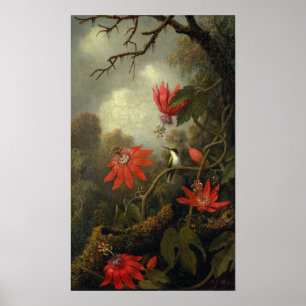Poster Heade - Beija-Pássaro E Flores De Paixão