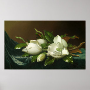Poster Heade - Magnolias Sobre O Fato De Veludo Azul Clar