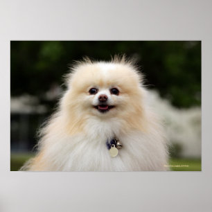Póster Headshot 1 de Pomeranian