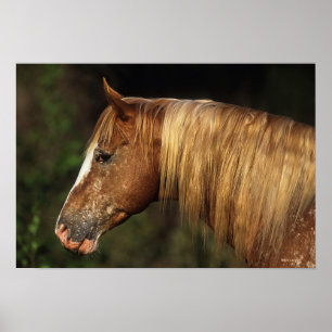 Poster Headshot 1 do cavalo do Appaloosa