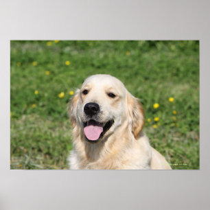 Póster Headshot 1 do golden retriever