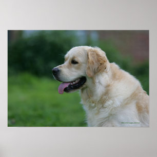 Póster Headshot 2 2 do golden retriever