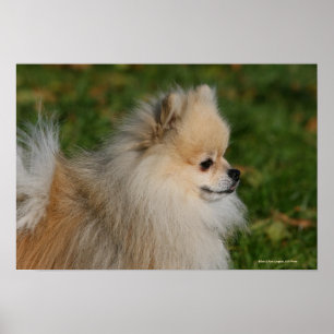 Poster Headshot 2 de Pomeranian