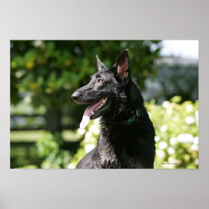 Póster Headshot 2 do german shepherd
