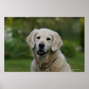 Póster Headshot 2 do golden retriever