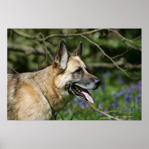 Poster Headshot 3 do german shepherd