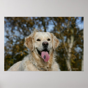 Póster Headshot 3 do golden retriever