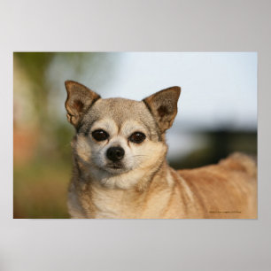 Póster Headshot da chihuahua