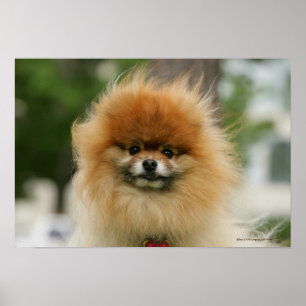Póster Headshot de Pomeranian que olha a câmera