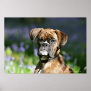 Póster Headshot do cão do pugilista