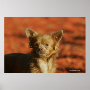 Póster Headshot do filhote de cachorro da chihuahua