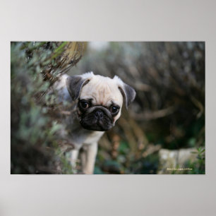 Poster Headshot do filhote de cachorro do Pug da jovem