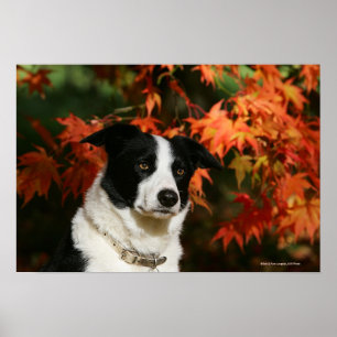 Póster Headshot do outono de border collie
