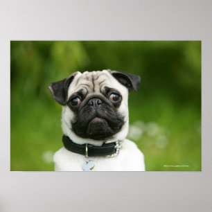 Póster Headshot do Pug