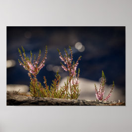 Poster Heather Nature Photo