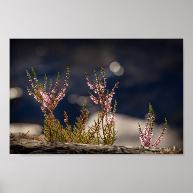 Poster Heather Nature Photo (Frente)