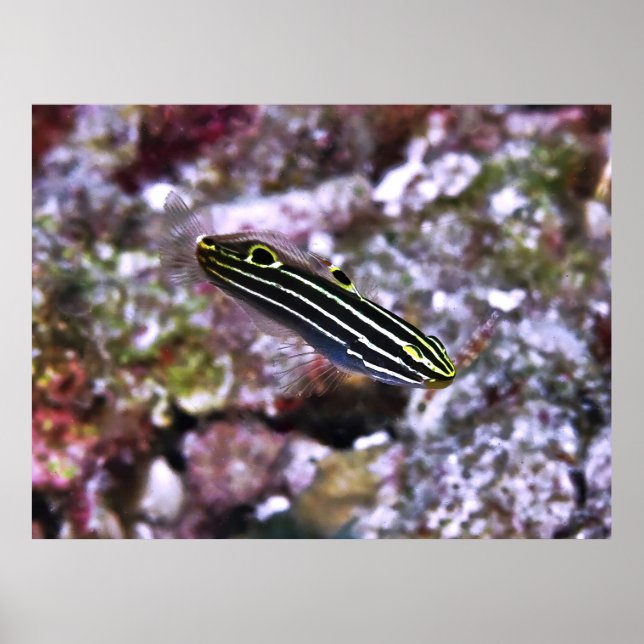 Poster Hector's Goby (Frente)