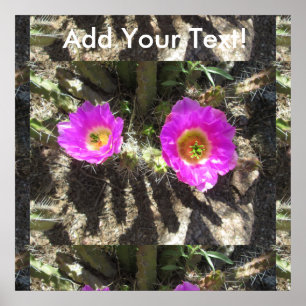 Poster Hedgehog Cactus