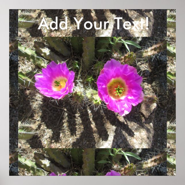 Poster Hedgehog Cactus (Frente)