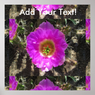 Poster Hedgehog Cactus Flower