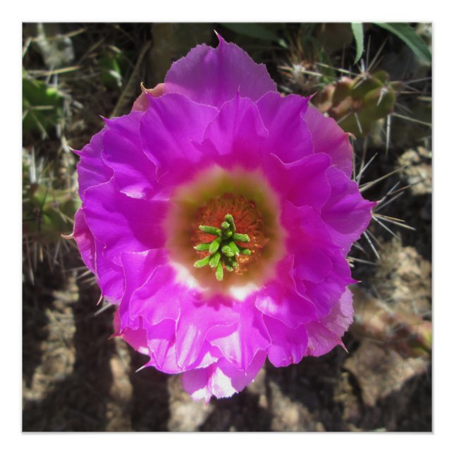 Póster Hedgehog Cactus Flower (Frente)