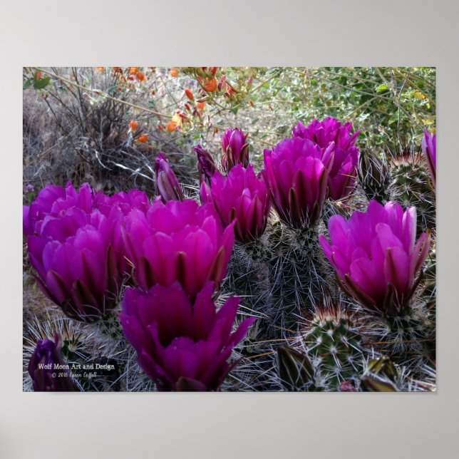 Poster Hedgehog Cactus Magenta Flores Arizona Sudoeste (Frente)
