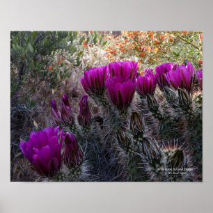 Poster Hedgehog Cactus Magenta Flores Arizona Sudoeste