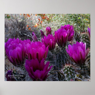 Poster Hedgehog Cactus Magenta Flowers Arizona Southwest