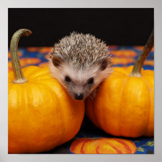 Póster Hedgehog Halloween Saudações