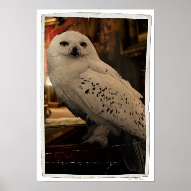 Póster Hedwig 3 (Frente)