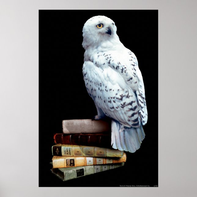 Poster Hedwig nos livros (Frente)