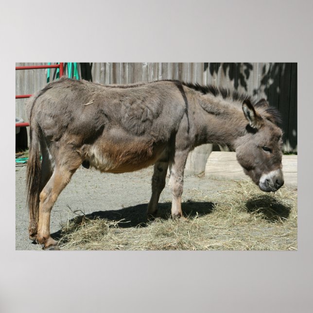 Póster HeeHaw (Frente)