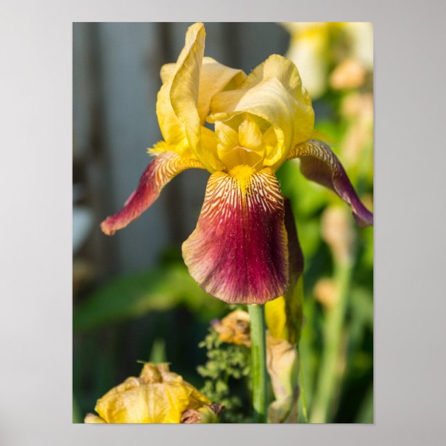 Poster Heirloom Iris (Frente)