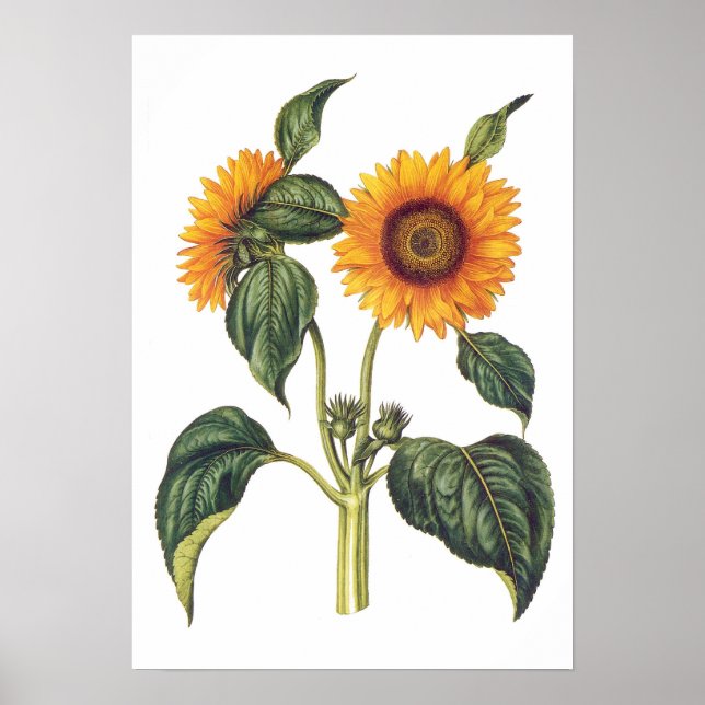 Poster Helianthus annuus (Frente)