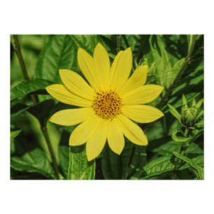 Póster Helianthus 'Lemon Queen' Girassol