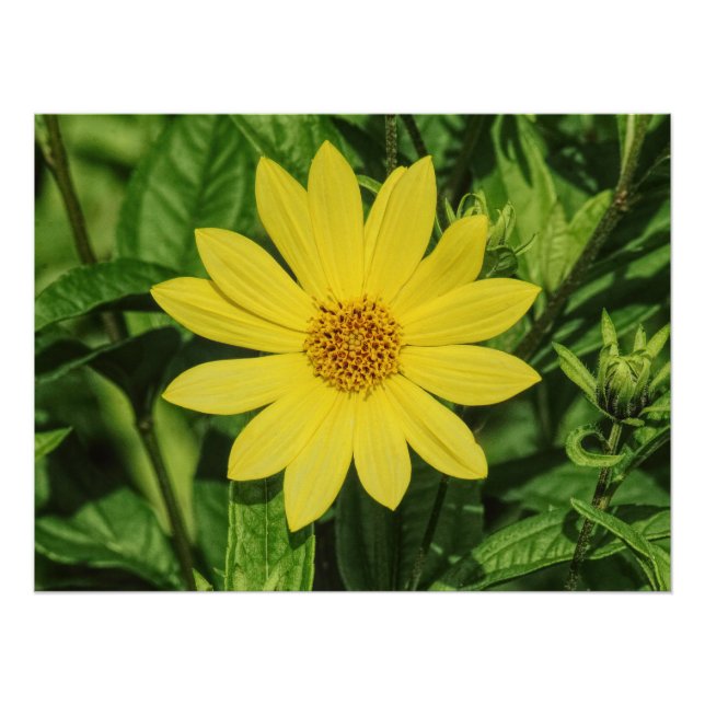 Póster Helianthus 'Lemon Queen' Girassol (Frente)